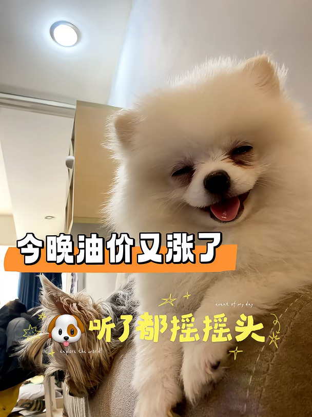 油价又涨？🐶听了都……