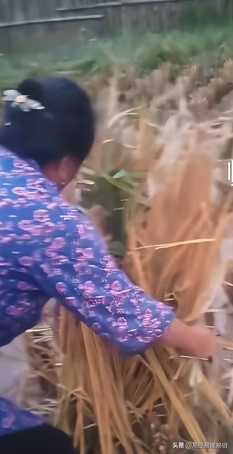 这种事情只有发生在农村
有人这样说
我不相信
近日
在江西吉安
有位农妇在收稻谷