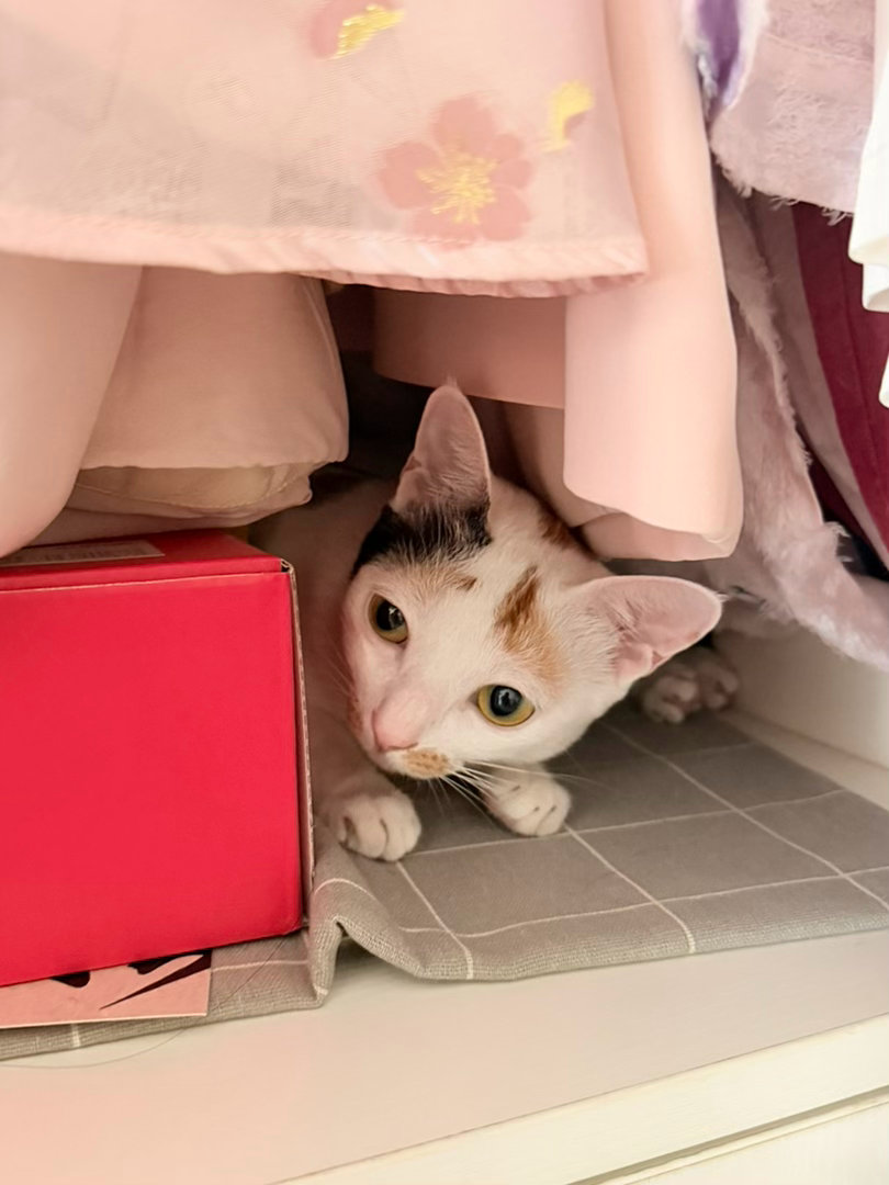 鼠头鼠脑的小猫咪发布最新消息——今天份的《末世农庄》已更新[doge] ​​​