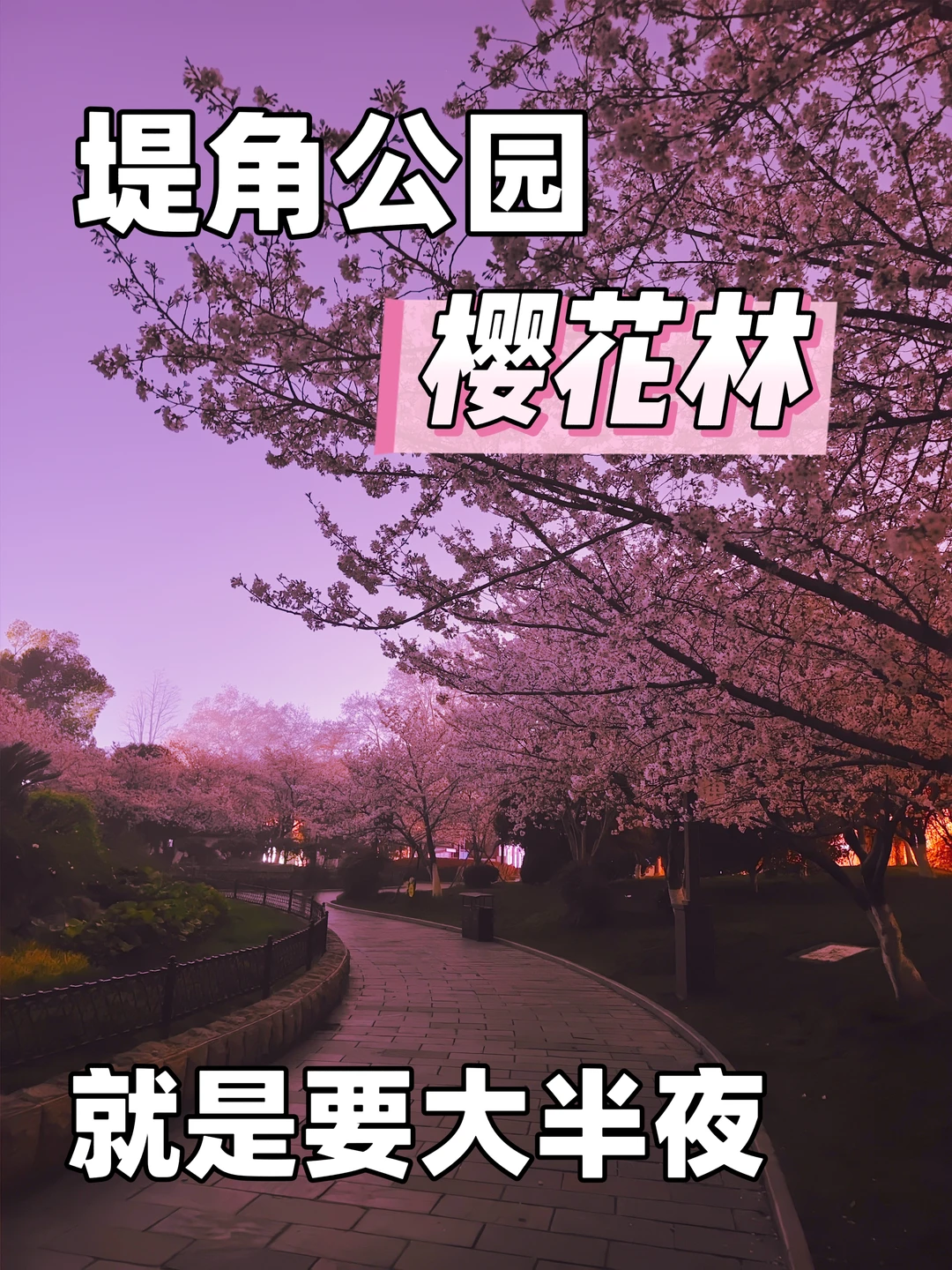 堤角公园|只有大半夜，才能拍到的樱花林