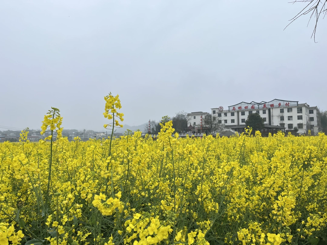 咸宁之旅，顺便谈谈汪集与贺胜桥鸡汤