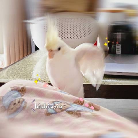 凤军漫说科技