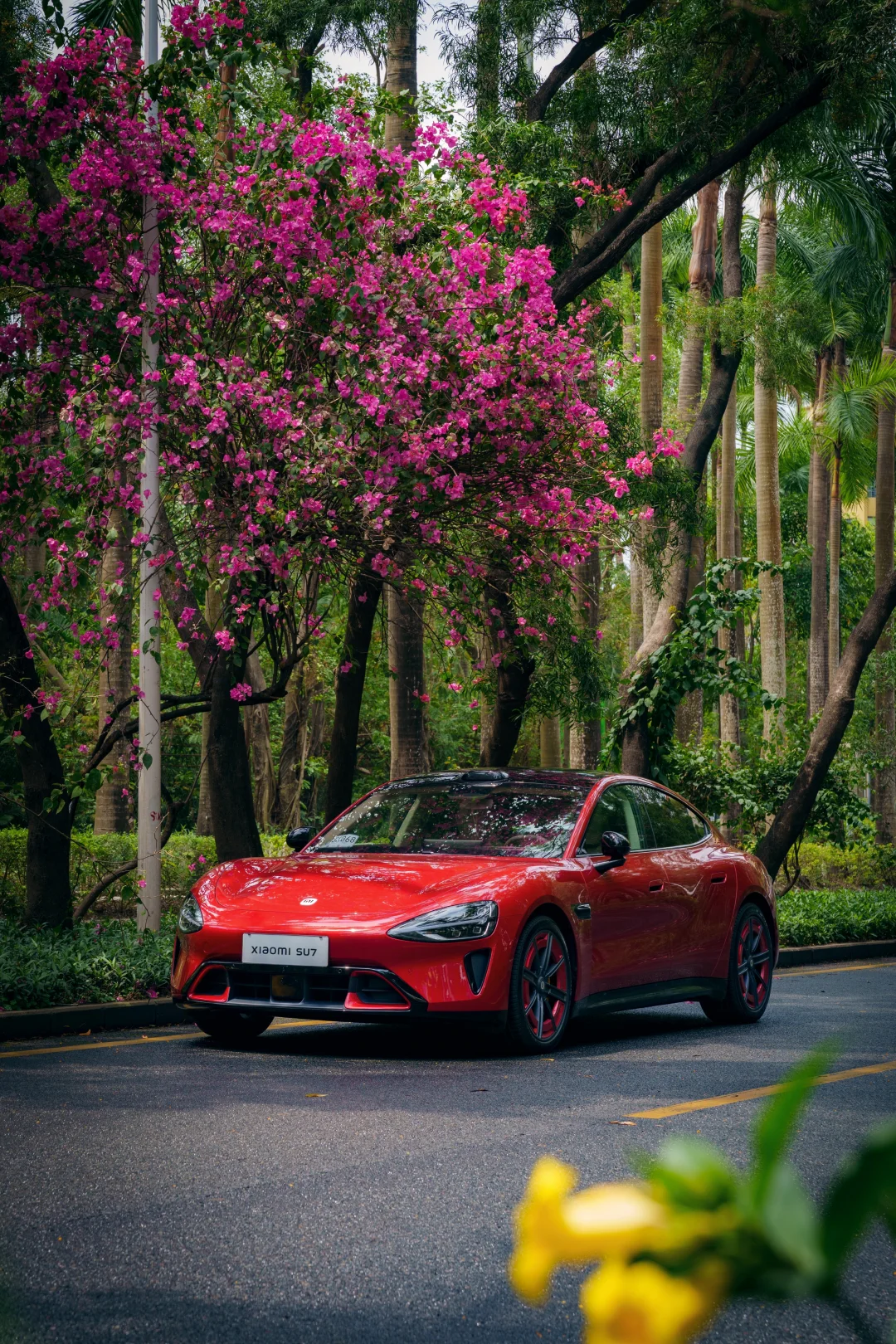 深圳香山中街，见赤霞，驭春风