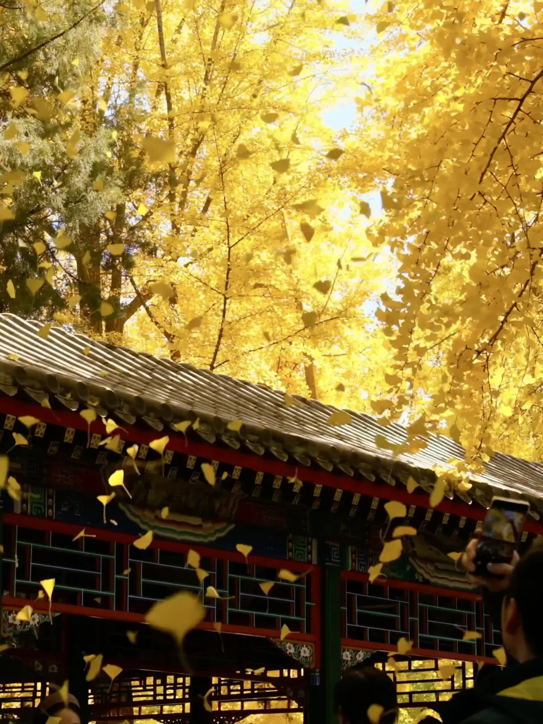 11.4实拍live🍂这条路线会让你爱上北平的秋