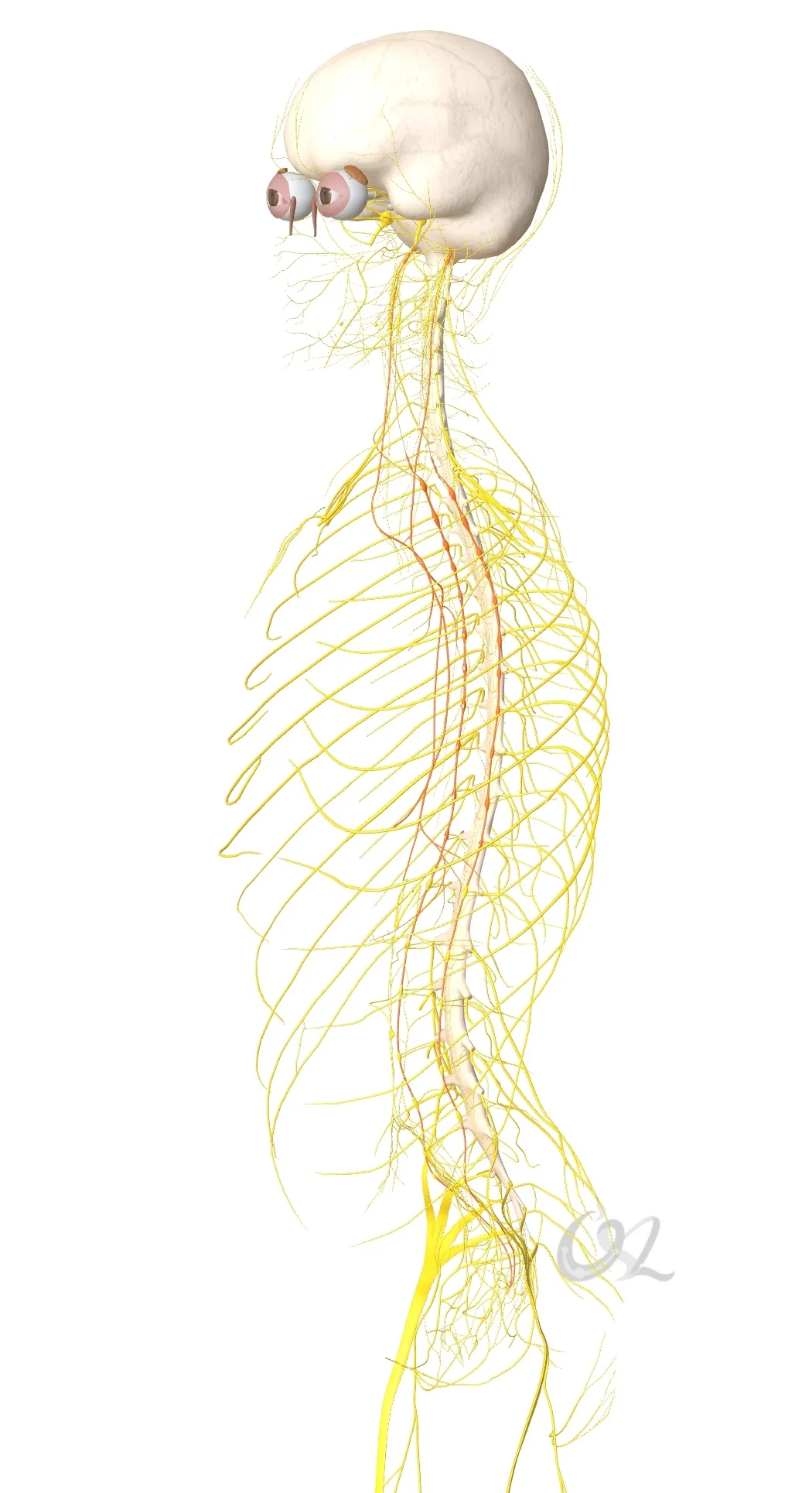 讲迷走神经的自我疗愈方法
