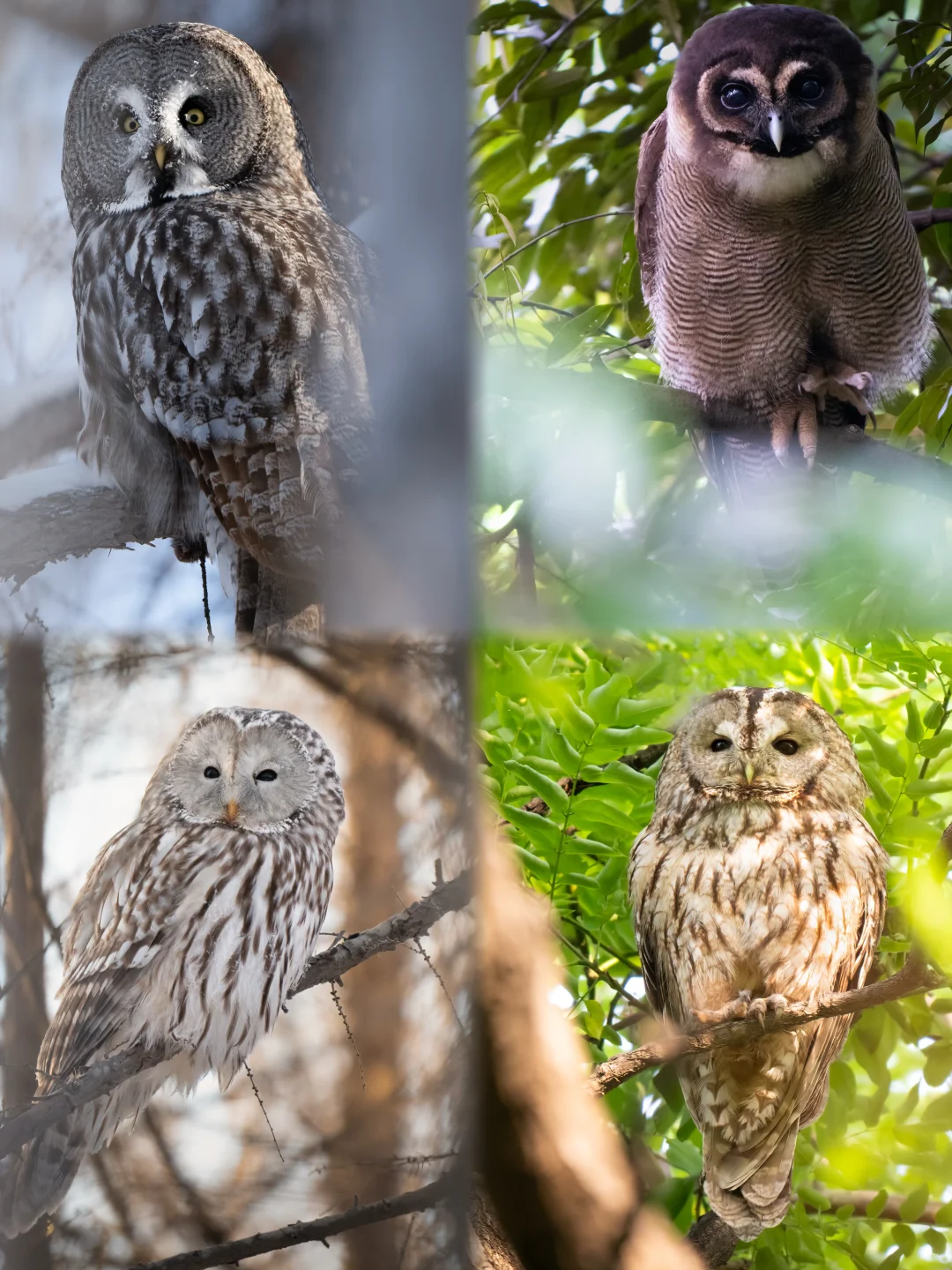 祝贺我，拍到了中国所有的林鸮🦉