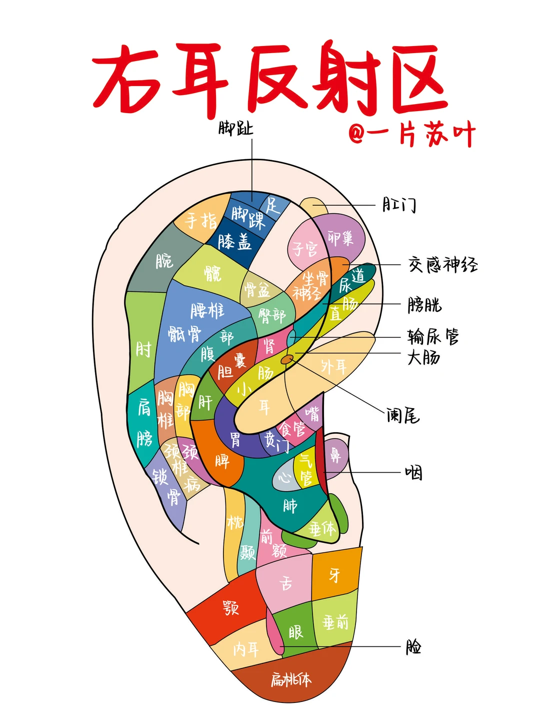 科普笔记✅耳朵反射区图解📒