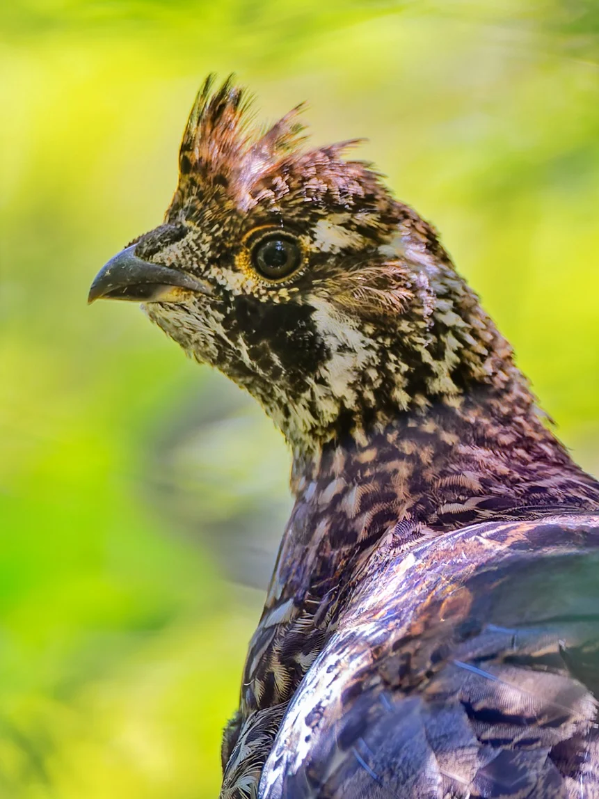 青春斑尾榛鸡的“回眸杀”