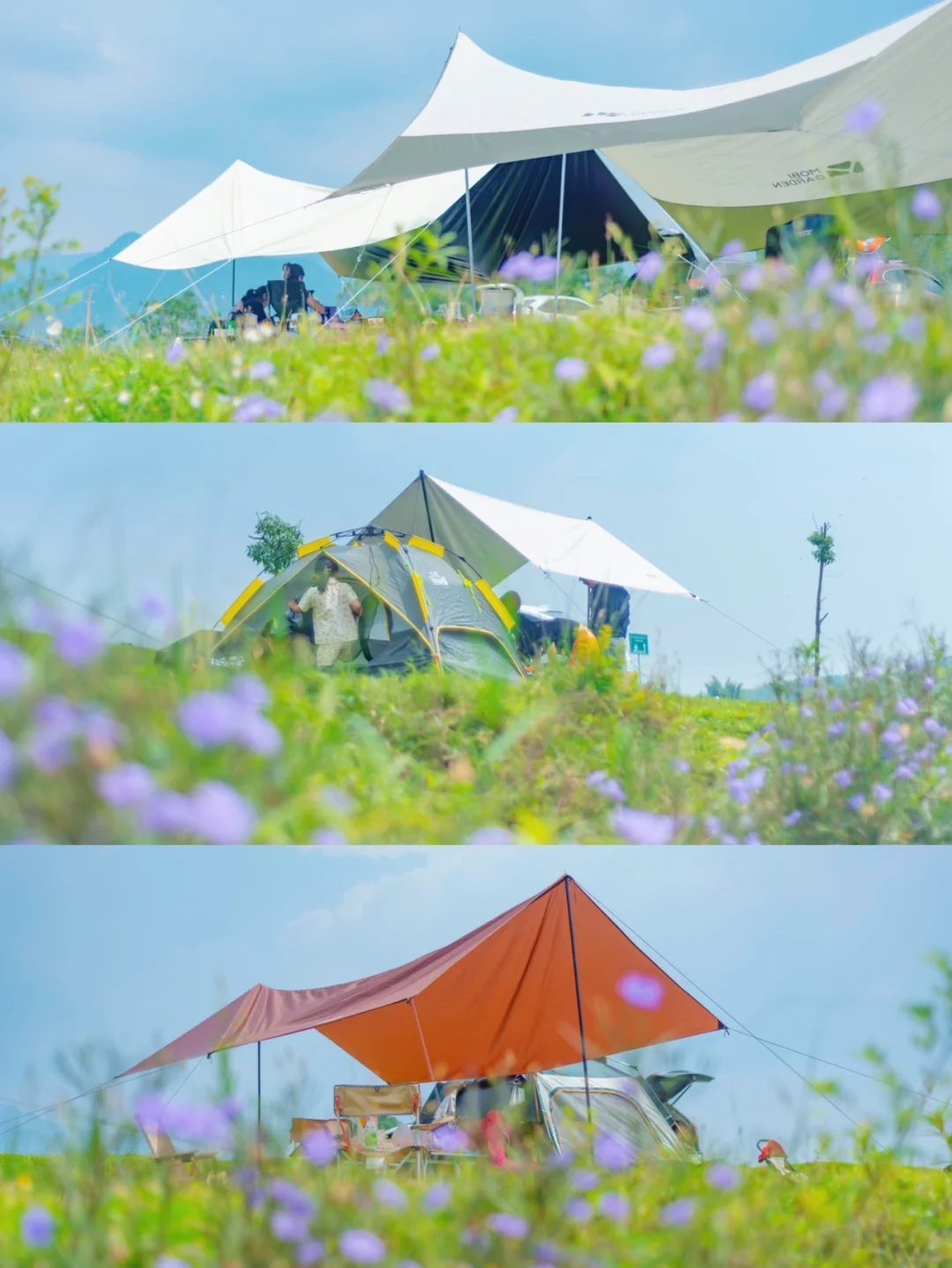 刷了4次的营地，终于遇上了梦幻蓝花草