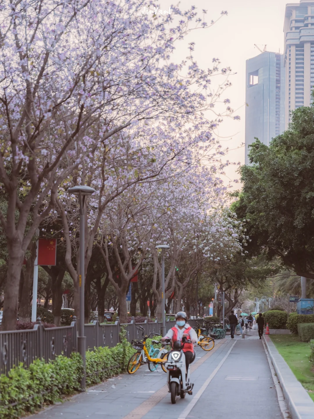 厦门的洋紫荆花开了🌸日剧街道感200%出片‼️