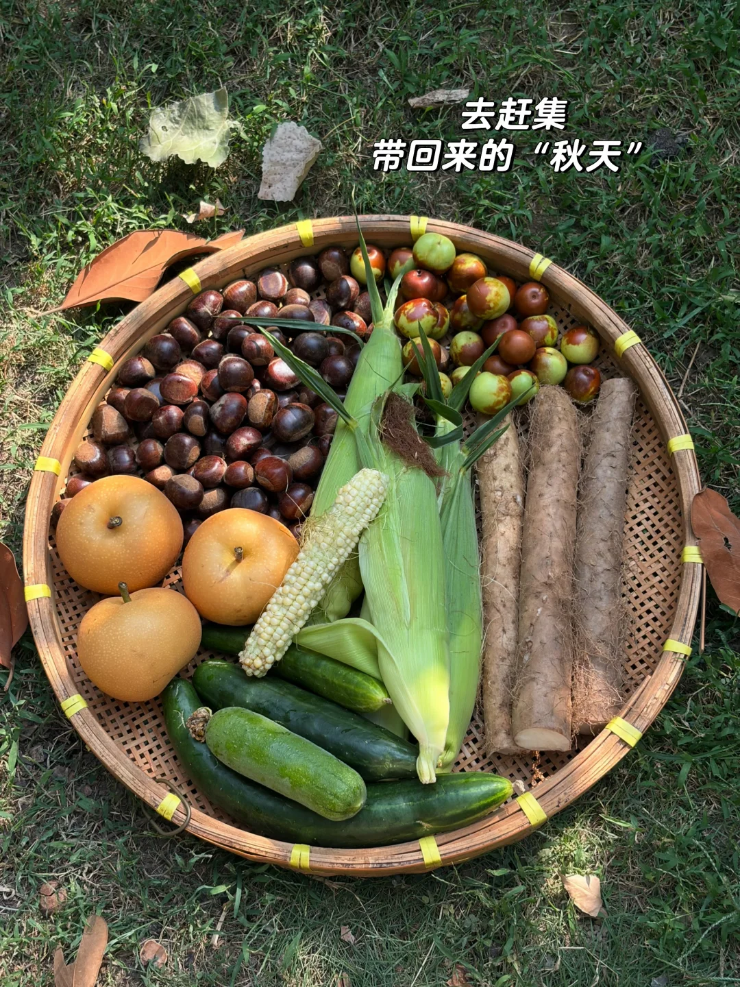 回村生活｜小院的秋天🍂🌰