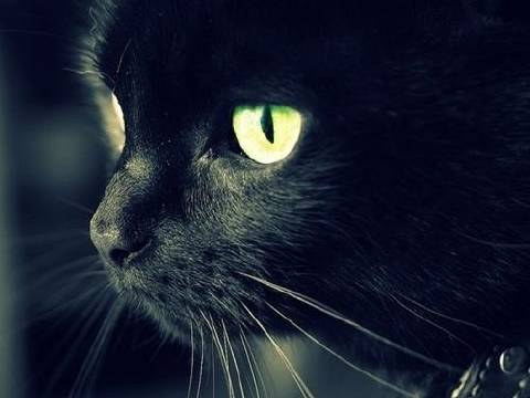 伽蓝寺中修炼的小猫妖