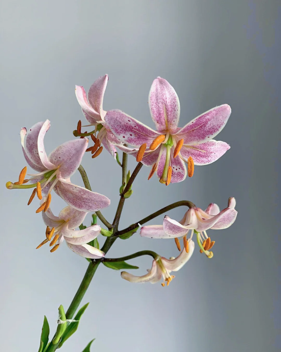 带你每天认识一种花材89｜林荫百合-虎皮粉