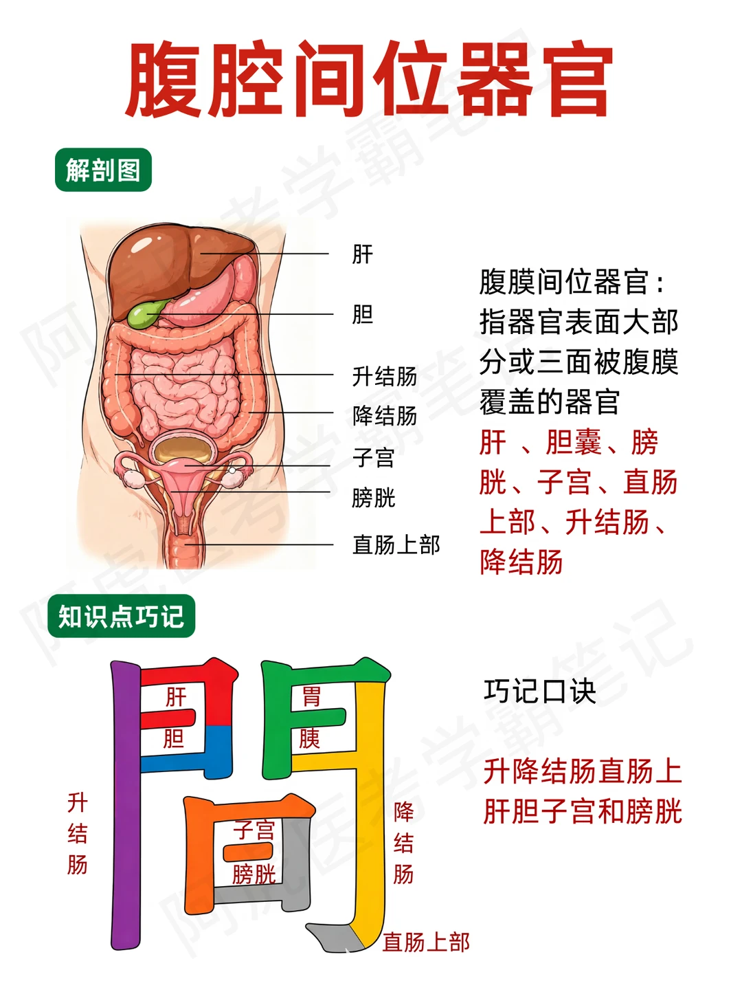 阿虎医考笔记📒腹腔间位器官这样巧记❤️