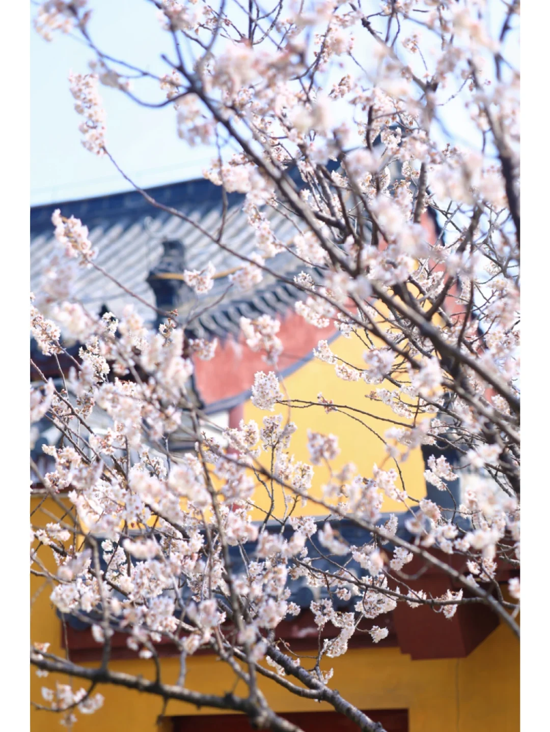 90%武汉人不知道的赏樱地❗️山寺樱花初开