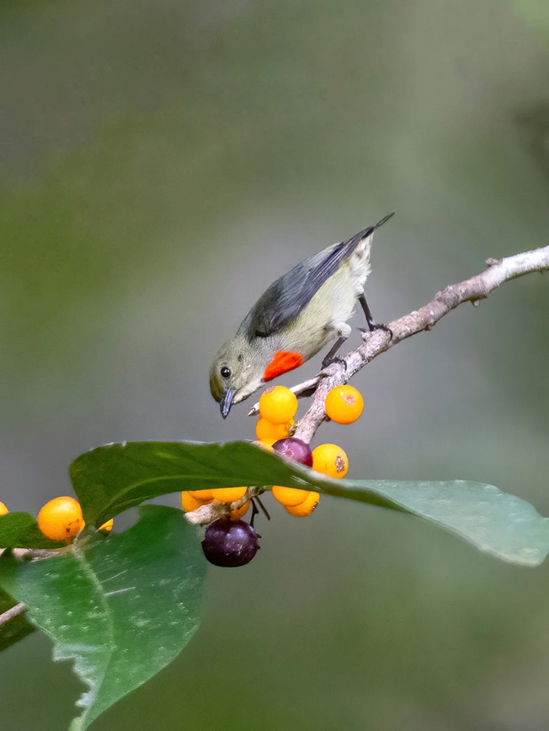 绿冠啄花鸟，胸口一红斑