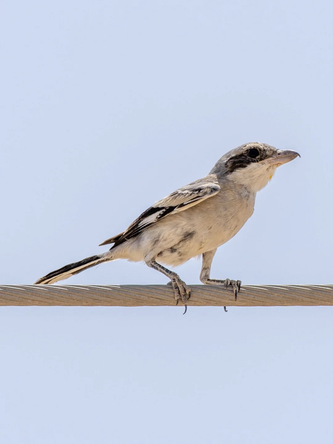 开车时在路边电线杆上看到了西方灰伯劳！
