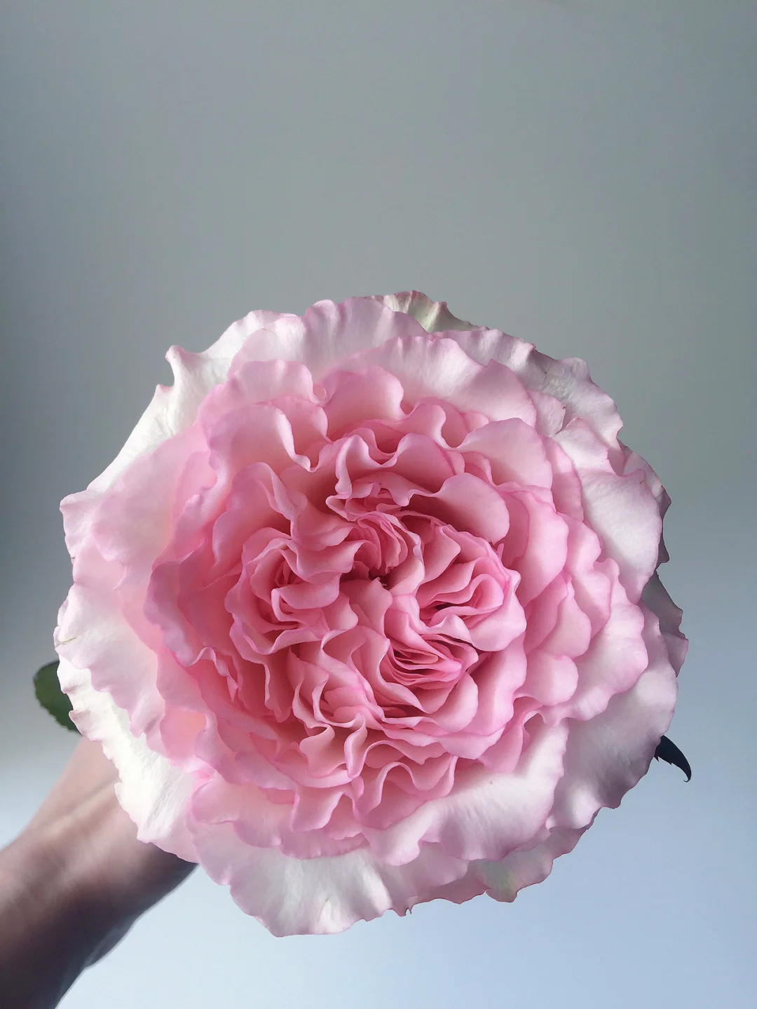 带你每天认识一种鲜花6｜洛神玫瑰