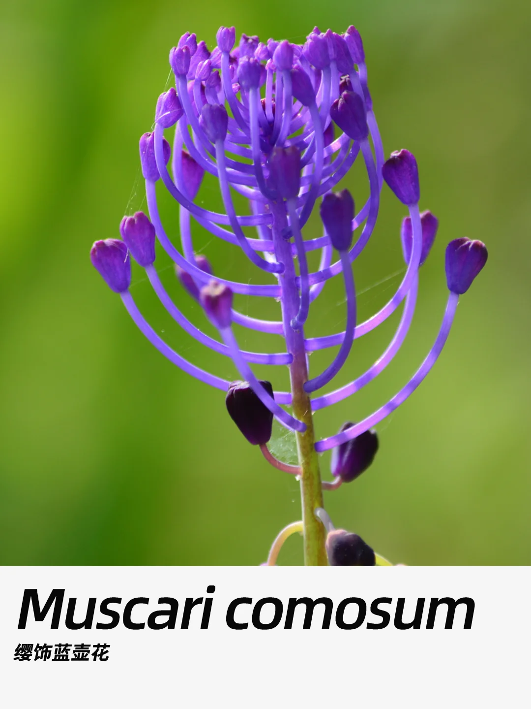 带你每天认识一种花材444｜缨饰蓝壶花
