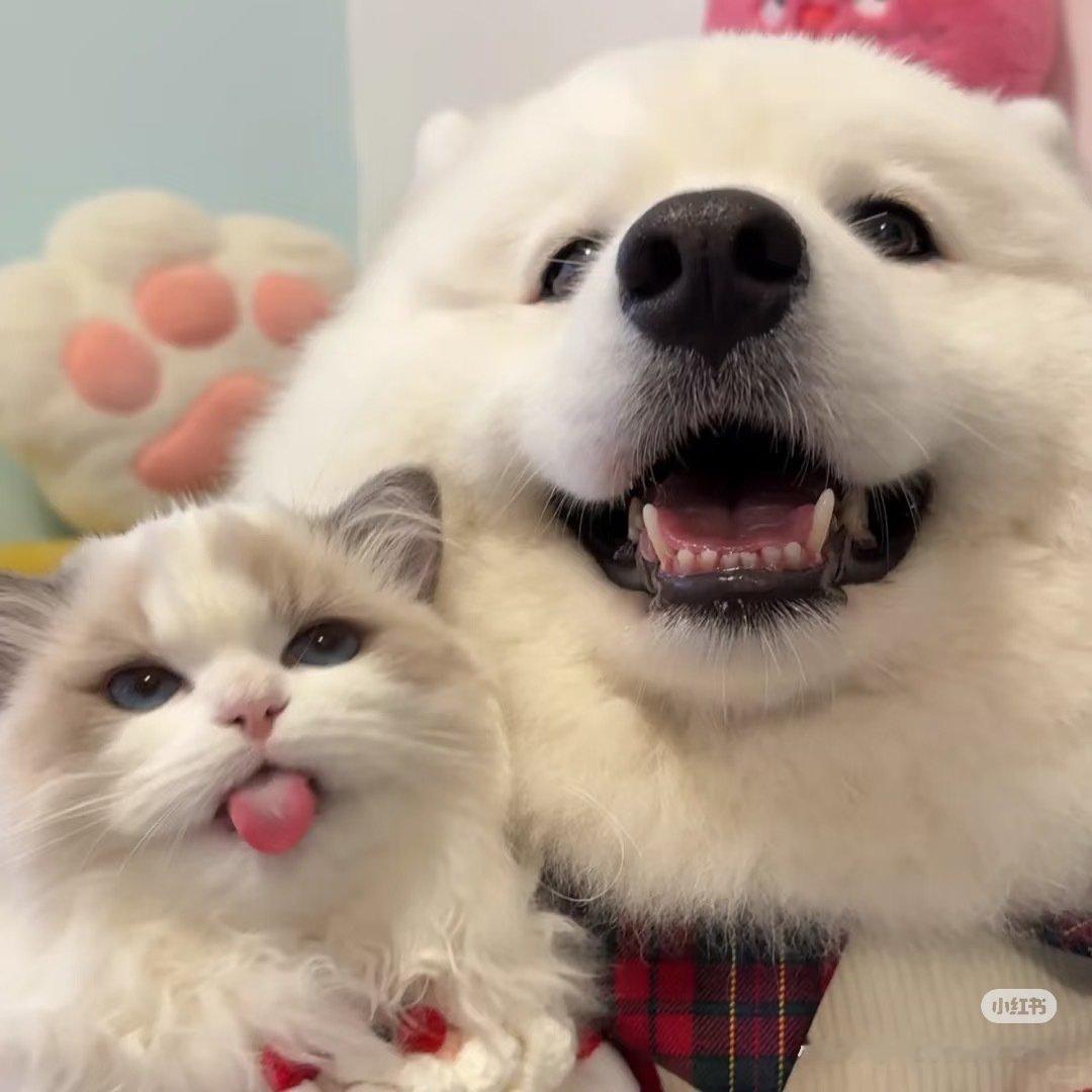 小猫书小狗书 ​
