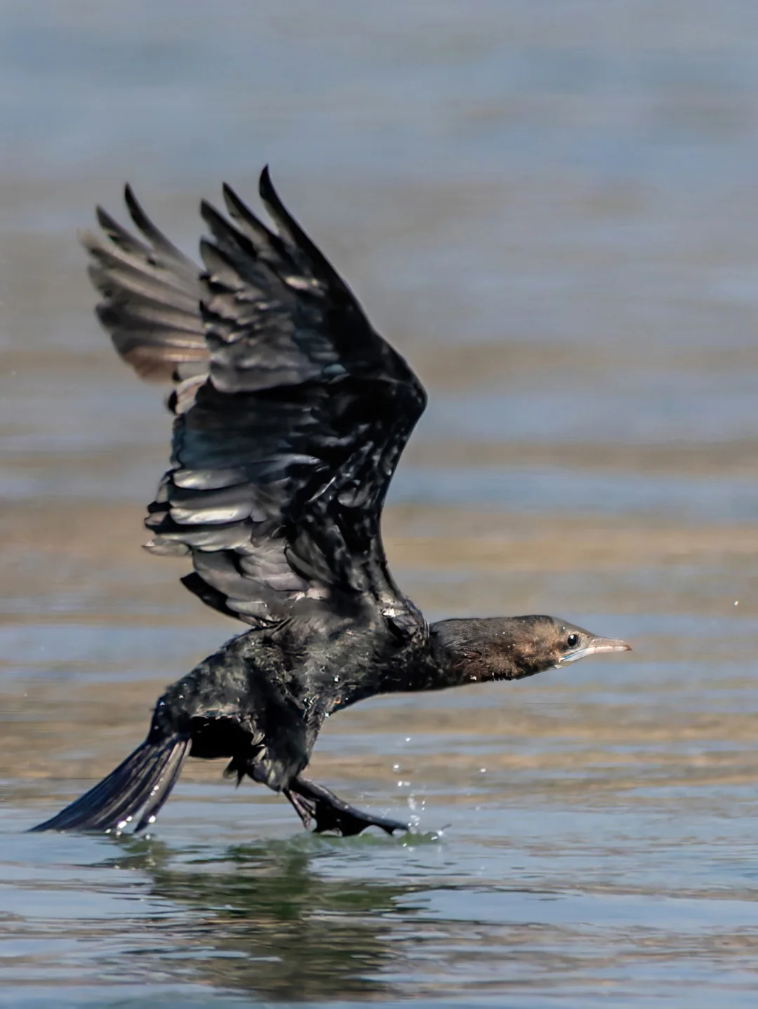这只鸬鹚怎么看上去又短又胖？