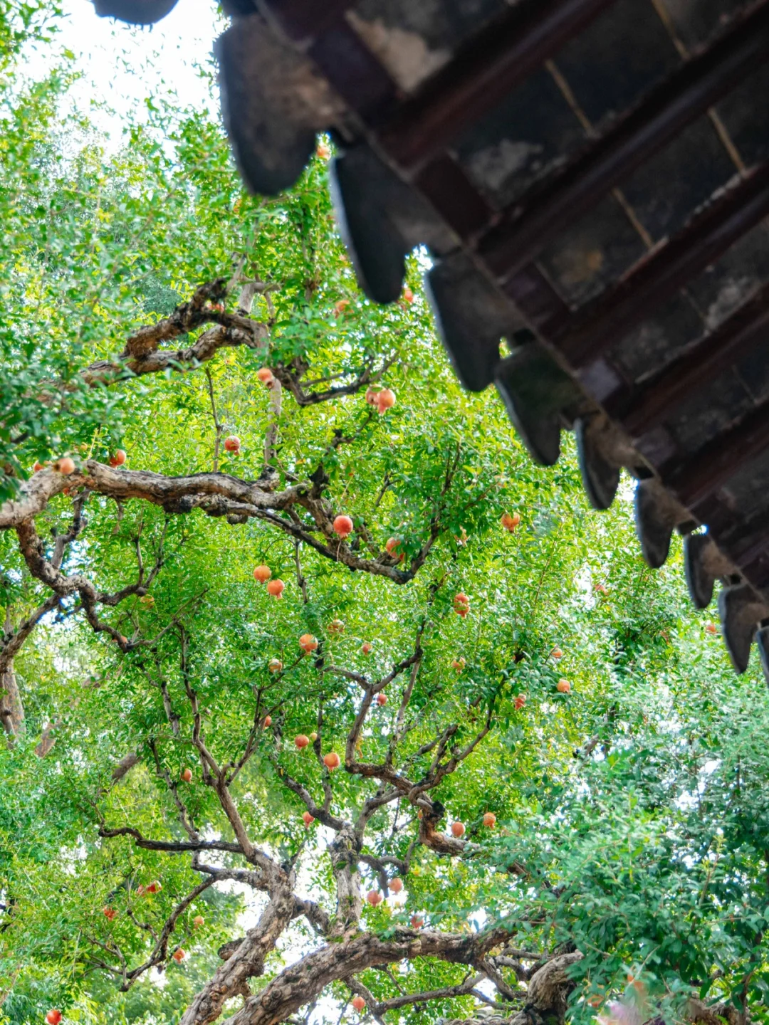 石榴红了‼️苏州的秋日限定来了，快冲‼️