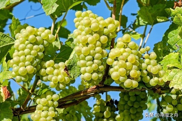 去年夏末，堂哥突然找我，让我跑一趟百公里外的亲戚家。给他摘葡萄，然后把摘好的葡萄