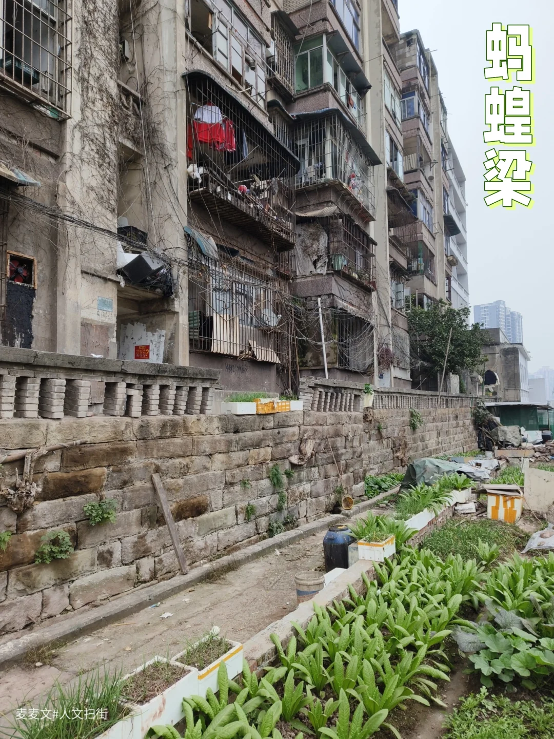 【江北】蚂蝗梁，这地名是否让你头皮发麻