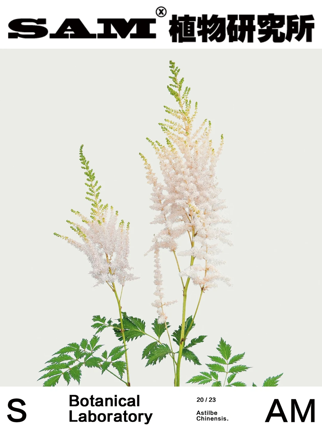 牛奶蜂蜜 | Astilbe Chinensis Franch.