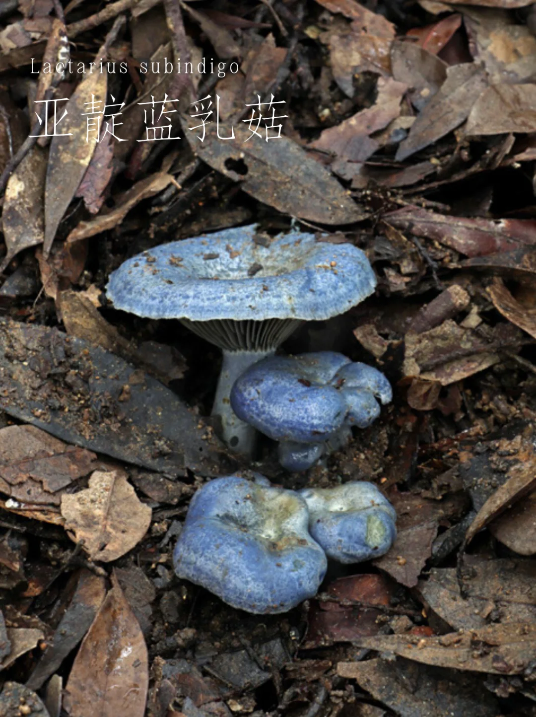 亚靛蓝乳菇，针叶林中的“蓝血贵族”