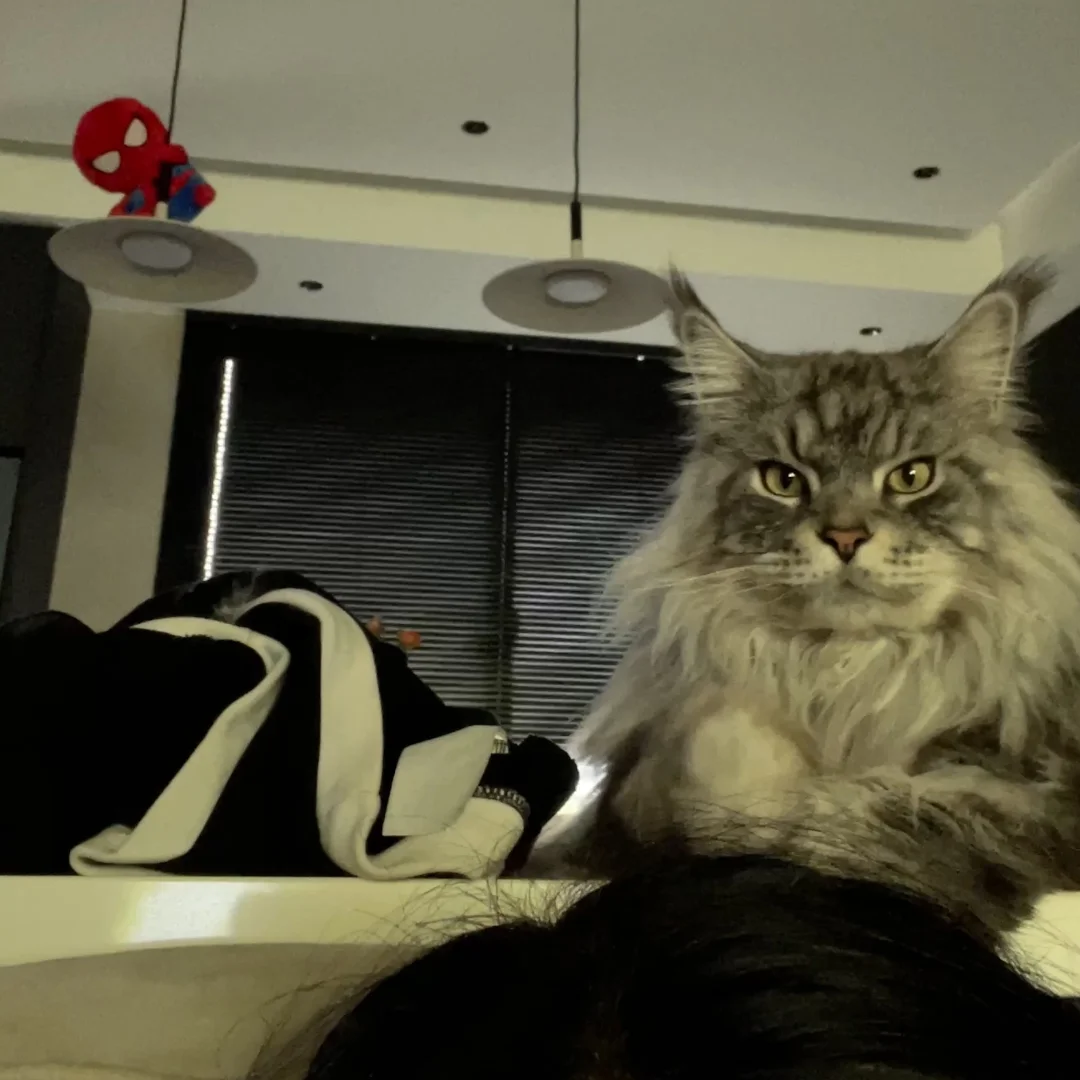 辛苦了，好咪！ദ്ദി˶ｰ̀֊ｰ́ ) ✧