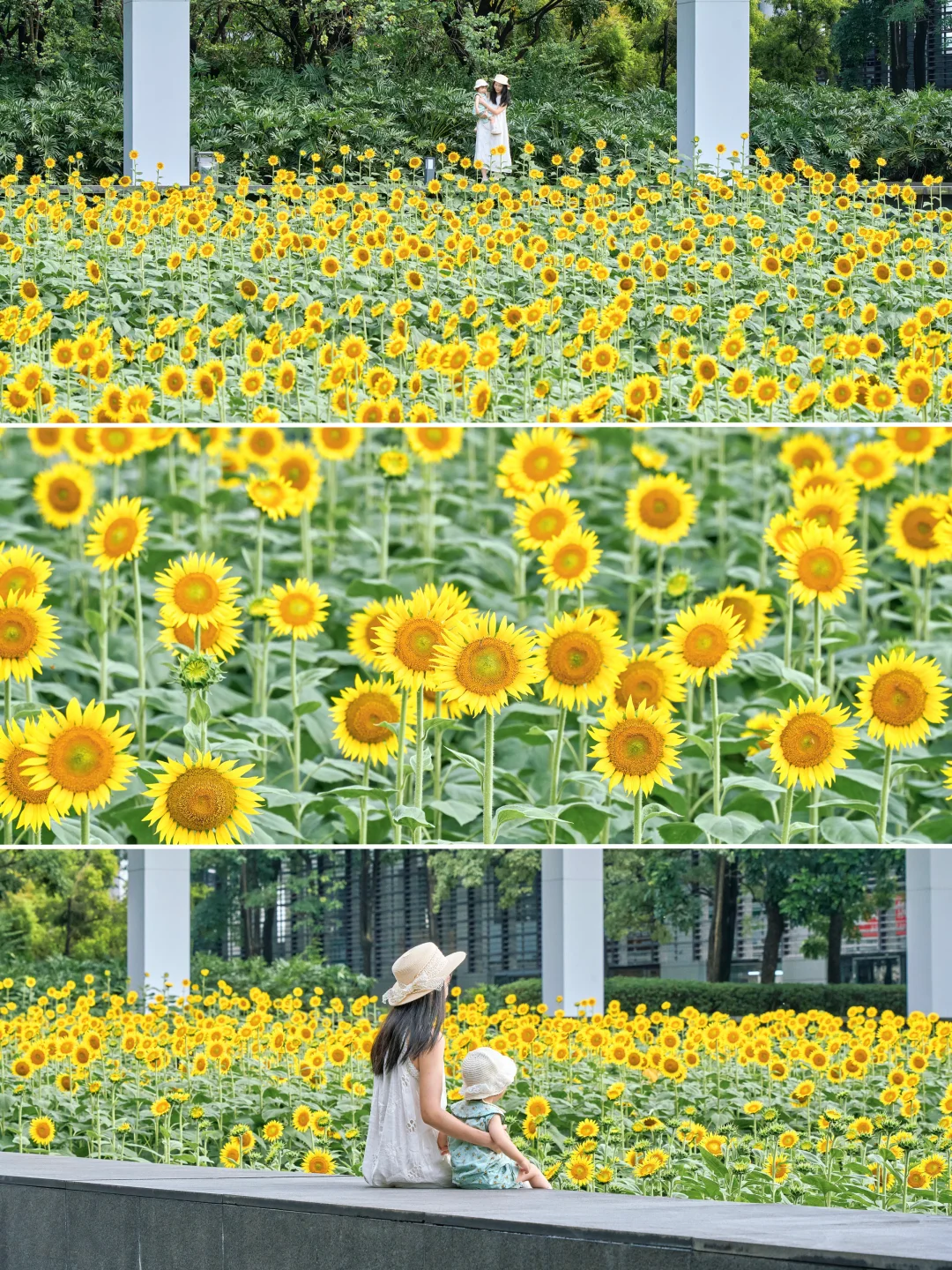 在广州CBD钢铁森林下🌻藏着一大片免费花海