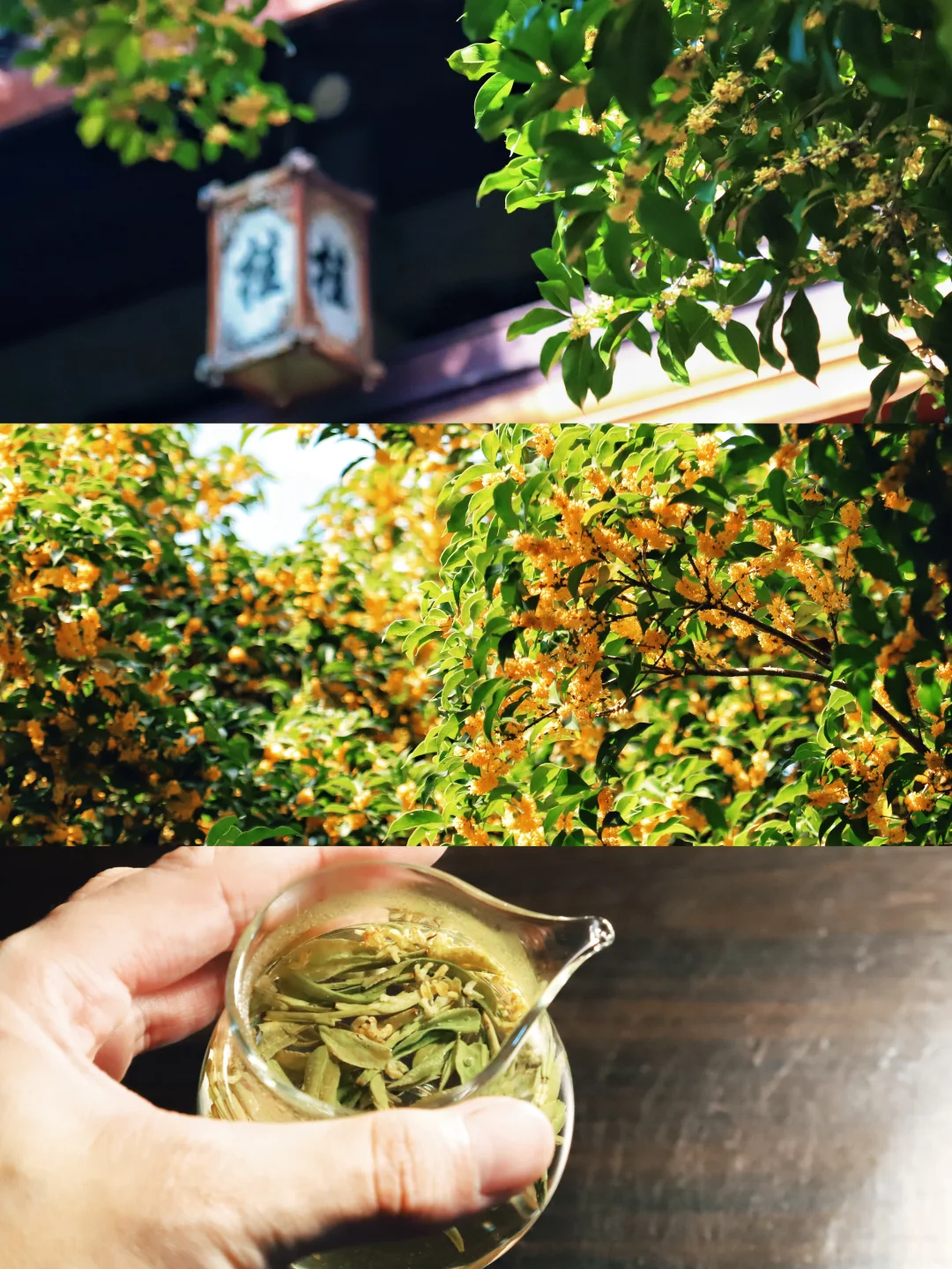 赏桂花！看茶山！杭州满陇桂雨徒步路线