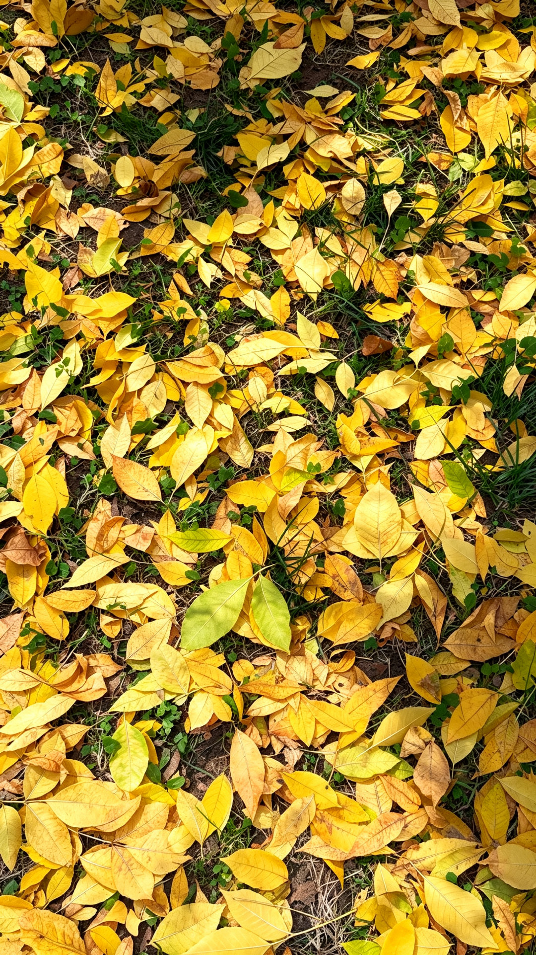 人类真的需要公园🍂

龙潭公园的秋天美得太犯规了！白蜡树金灿灿一片，倒映在湖水里，湖面像撒了一把碎金✨

建议挑个晴天来走走，秋天的北京值得被“浪费”一下午～

#微博跨域计划##京秋请出片##微博影像年# ​