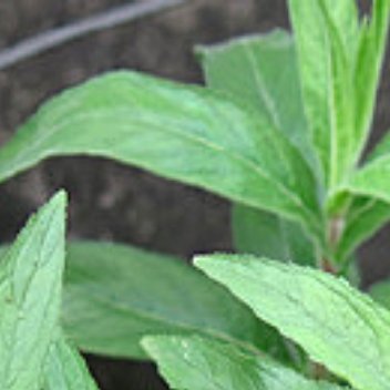 1200柳叶菜的营养功效：一、所含营养成分1. 维生素：包含维生素C...