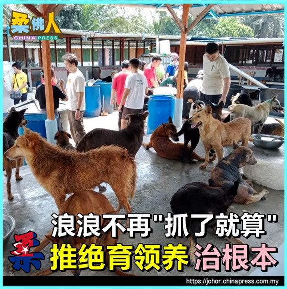 为被捕捉的流浪狗提供绝育与晶片植入服务
