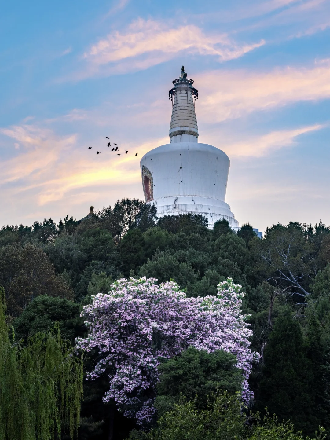 4.26北海公园古楸开花，现紫云映白塔奇景