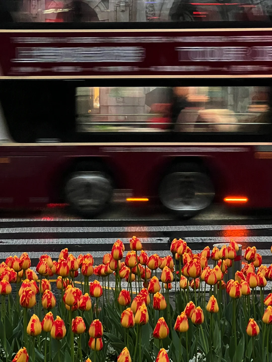 3.15实拍🌷雨夜中的郁金香有点浪漫💕