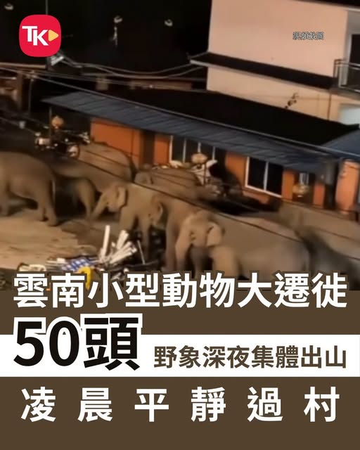 【云南迷你动物大迁徙！五十头野象深夜集体出山】

非洲动物大迁徙闻名全球，云南西双版纳近日上演「迷你版野生动物大迁徙」，当地出现近二十年来最大规模的野象迁徙场面，50头大小不一的野生亚洲象深夜集体穿越村寨，全程秩序井然，在官方提前预警防控下，无人受伤、无意外发生。

事件发生于8月25日 ​
