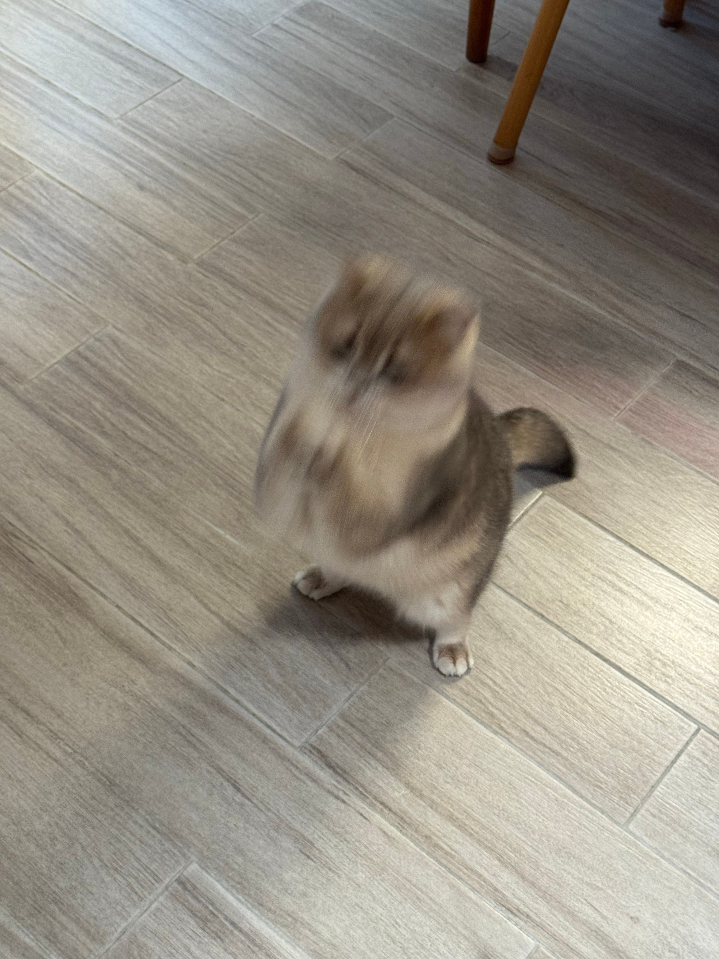 我隔三差五就要回答一个问题，被猫咬了要不要打狂犬疫苗？

没有无缘无故的狂犬病毒感染，你家猫首先自己得感染，然后才能传染给你，而你家里从小养到大，长年在家几乎不出门、不与外界动物接触的宠物猫（注意前置条件），感染并传播狂犬病毒的可能性趋近于零。

所以这么多年来我被我家猫抓过很多次， ​
