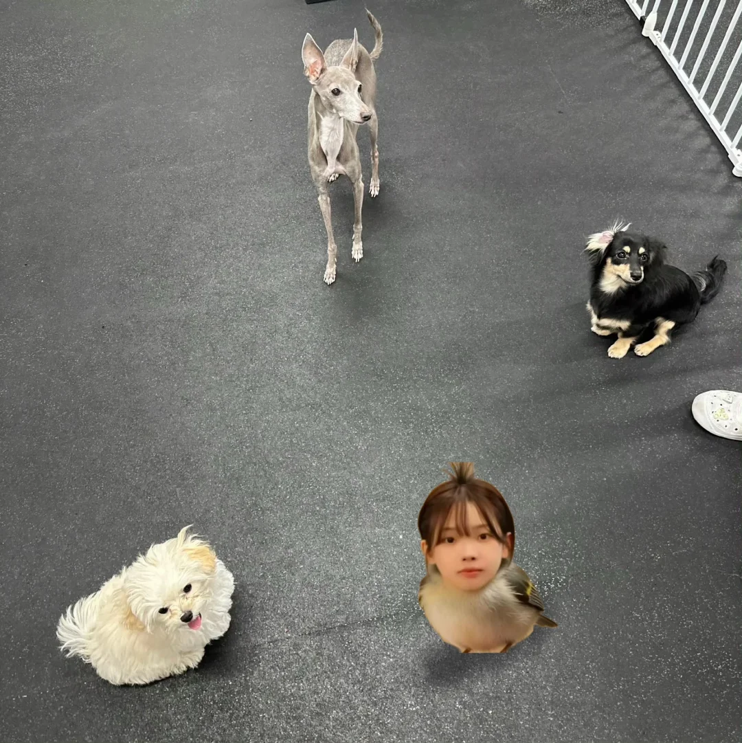 汪汪队开大会