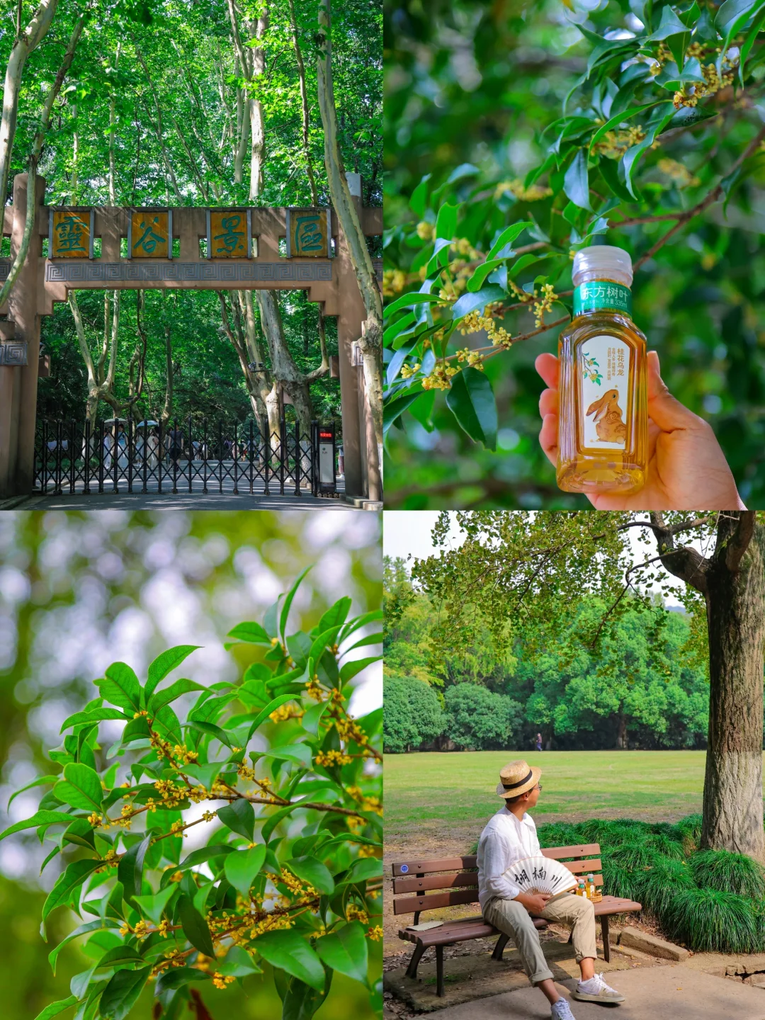 南京灵谷寺的桂花开好了❗附不花钱攻略