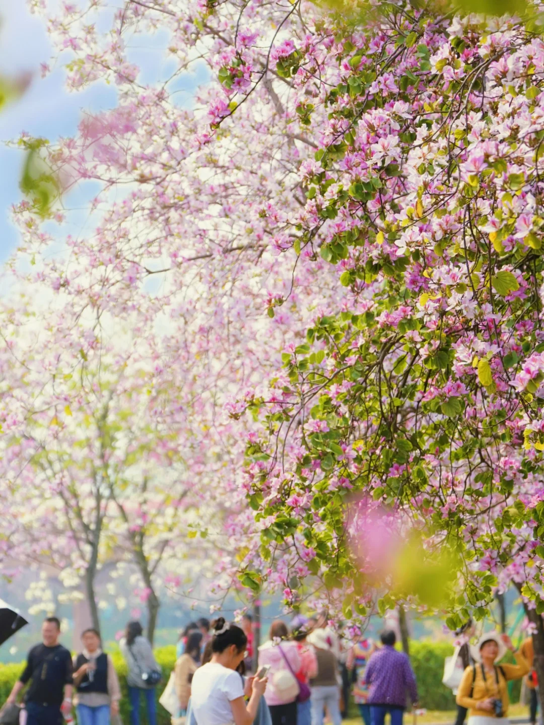 海珠湿地赏花看到绝美广州春天 附打卡点