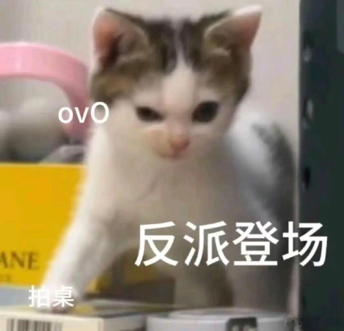 我买了两双斯凯奇，一双泡芙云朵，一双花心熊。我正在纠结哪双鞋子好看，都要快选泡芙了，结果兜崽走过来，把花心熊那双的标签给我摘了！！！啊啊啊啊啊啊不用选了[微笑]只能花心熊了，标签撕了退不了，只能留下了😂 ​​​