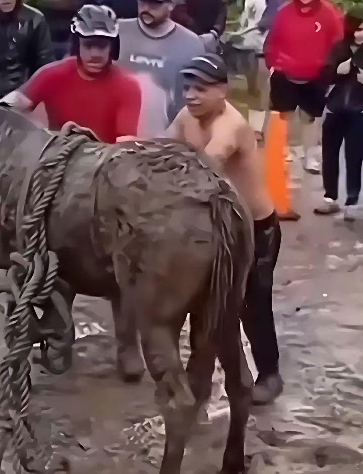 泥石流中救出了一匹马，没想到挖出来以后自己还能站起来！ ​