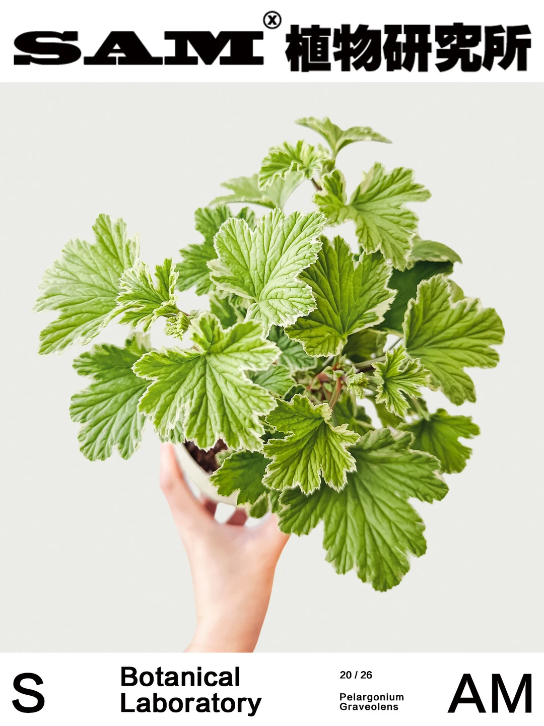 柠檬天竺葵｜Pelargonium Graveolens Citron