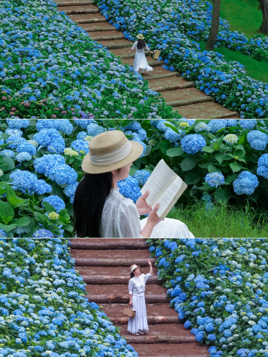 我遇见一片花园，里面有万万朵绣球