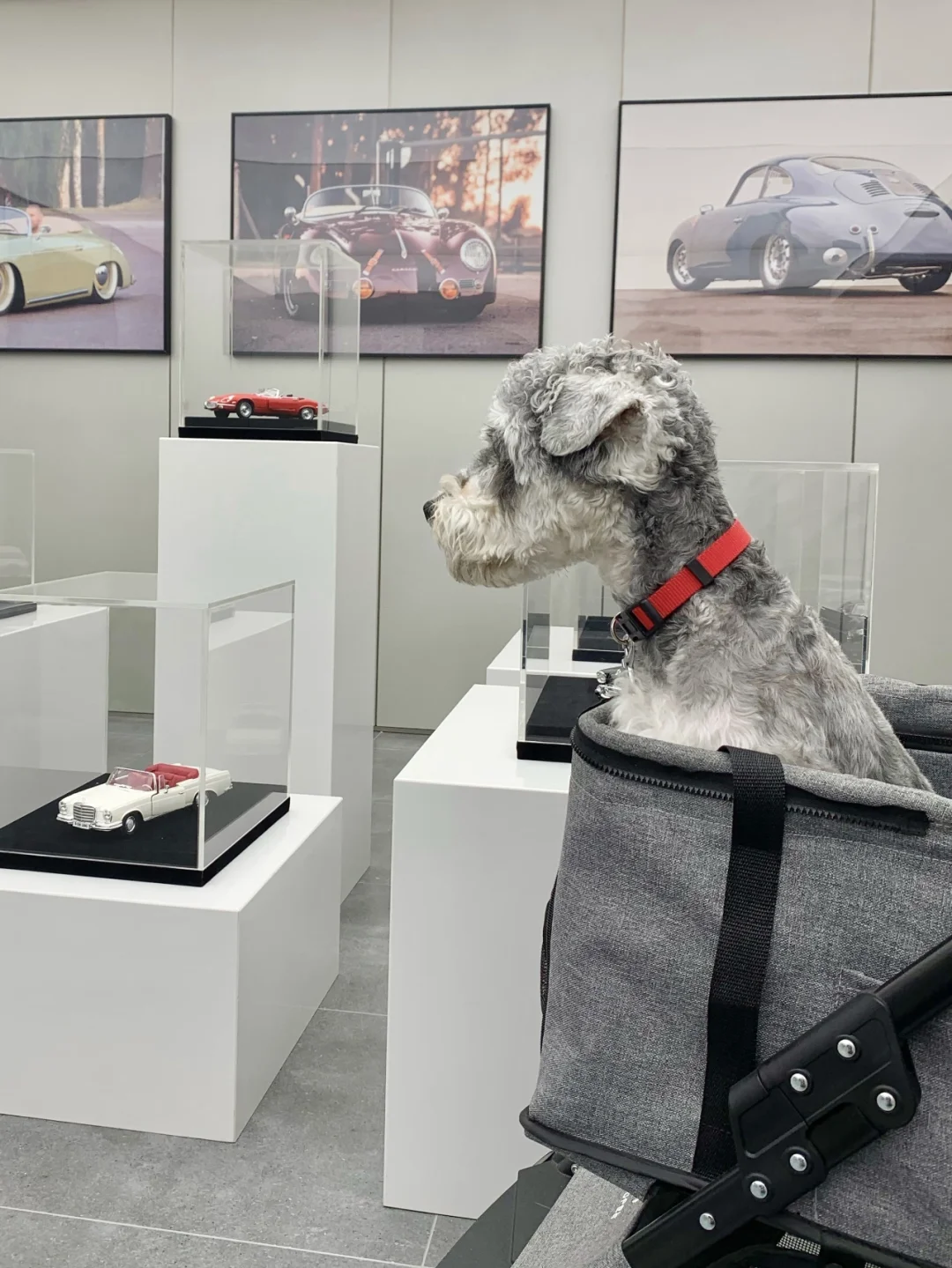 带狗子出门看🚗🚗实力摆拍🐶