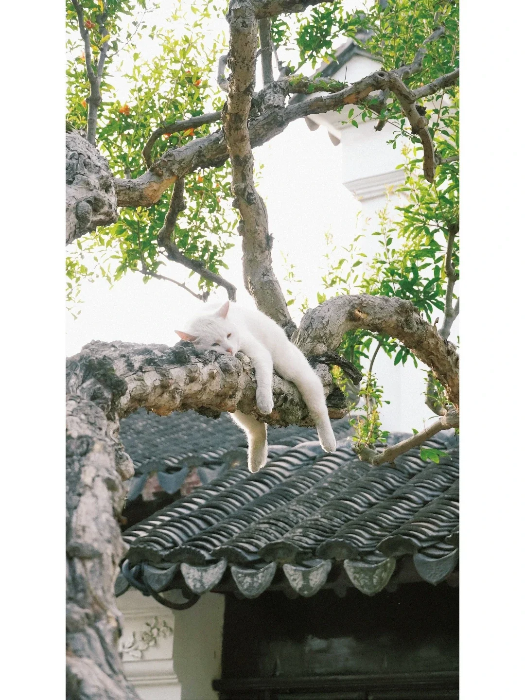 苏州园林 | 去做猫吧，去做不被定义的猫❗️