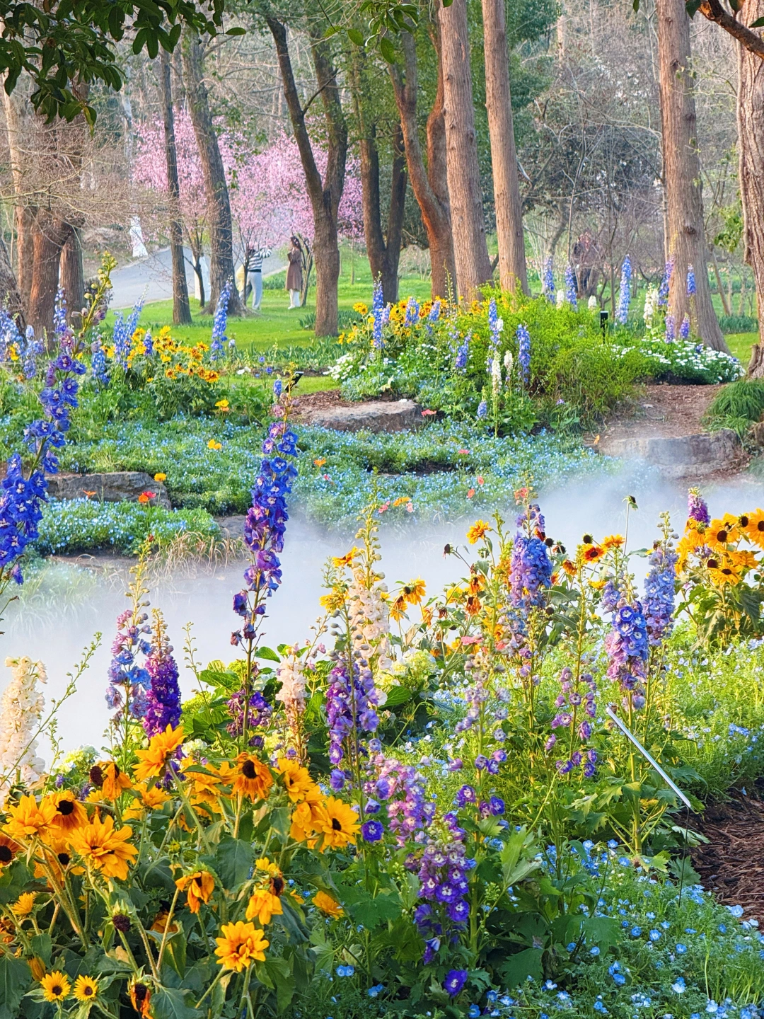 2026.3.12 | 南京莫奈花园💐已经杀疯了！！！！